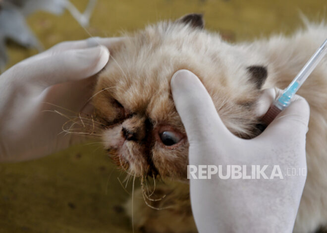 Jadwal Vaksin Kucing Muda