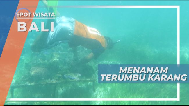 Lindungi Laut Bali dengan Menanam 1.000 Terumbu Karang di Nusa Dua dan Lipah