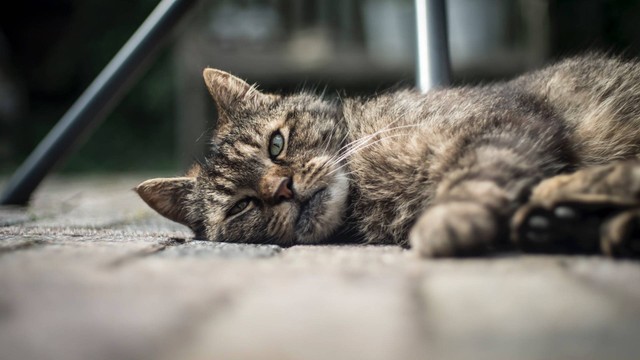 Penyebab, Gejala, dan Pengobatan Pyometra pada Kucing