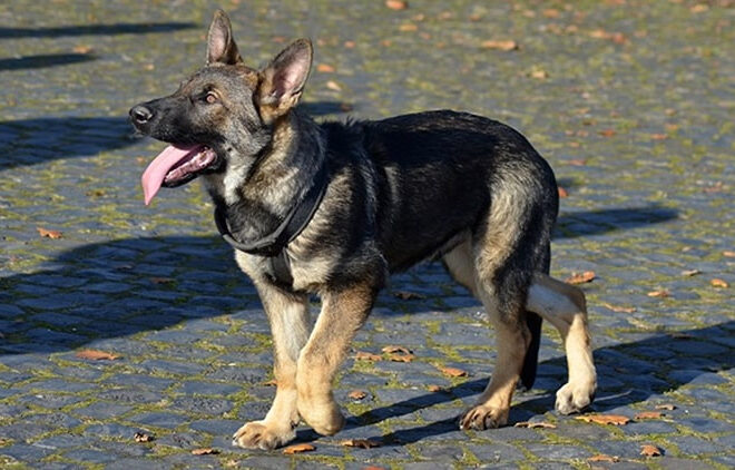Gejala dan Diagnosis Displasia Pinggul pada Anjing