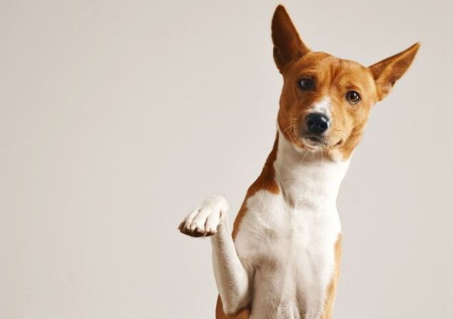 Ciri-ciri dan Perawatan Ras Anjing Basenji