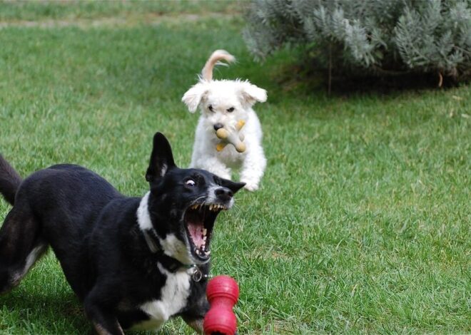 5 Alasan Mengapa Dua Anjing Lebih Baik Daripada Satu