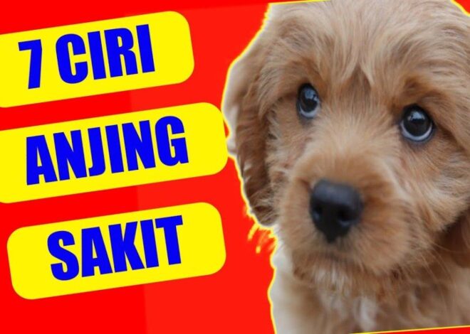Tanda-tanda Anjing Anda Sakit dan Cara Mengatasinya