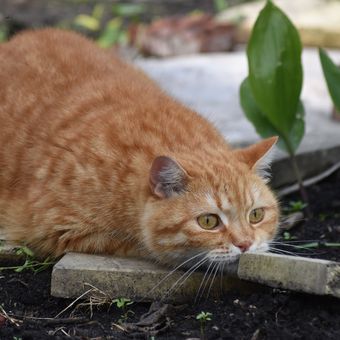 Apakah Kucing Bisa Terinfeksi Hantavirus? Penjelasan tentang Penyakit Tikus