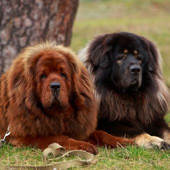 Ciri-ciri dan Perawatan Anjing Ras Tibetan Mastiff
