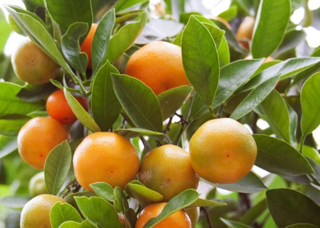Mengapa Buah di Pohon Tidak Matang Bersamaan?