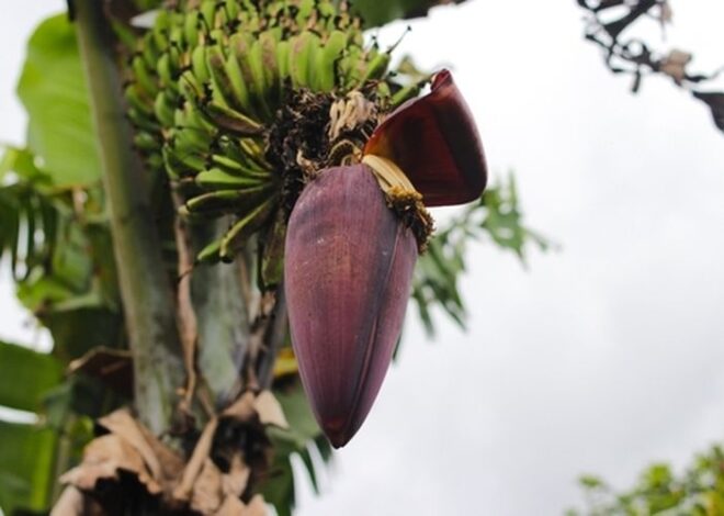 Lompong, Rebung, dan Jantung Pisang: Kenangan Pangan Desa yang Tak Tergantikan