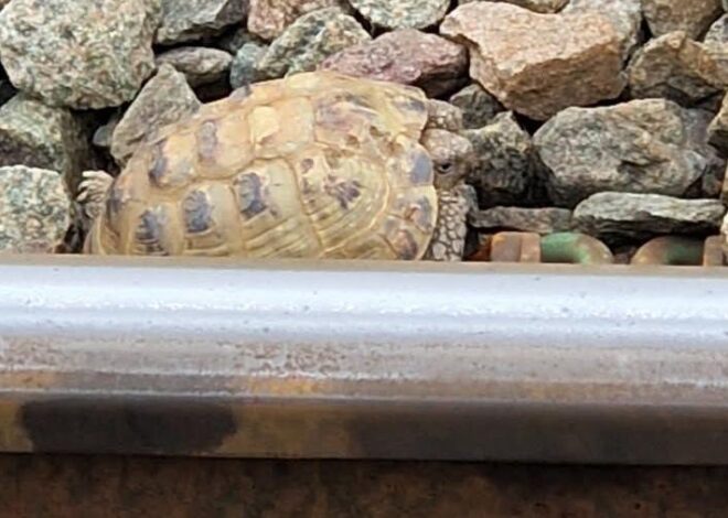 Tortoise escapes, finds refuge on train tracks