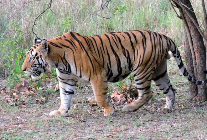 Karachi Zoo: A Symbol of Pakistan\’s Ethical Decline