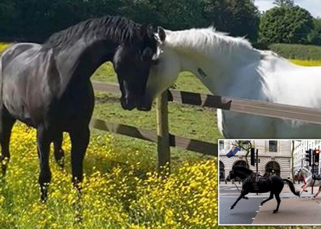 Retired military horse that terrorized London after being startled by builders