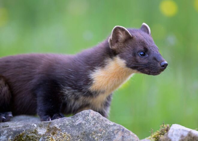 Pine Martens Spread Across Northern Ireland: From Attics to Gardens
