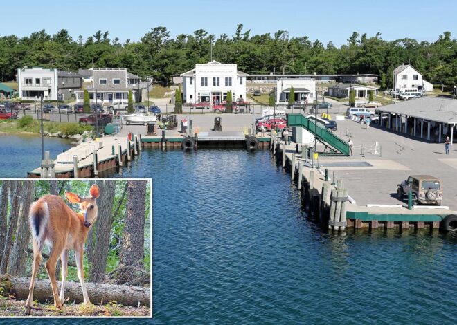 Overrun by Deer, Remote Michigan Island Faces Crisis