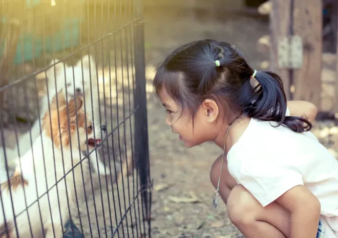 Kekakuan pada Anak Anjing: Memahami dan Mengelola Kondisi Ini