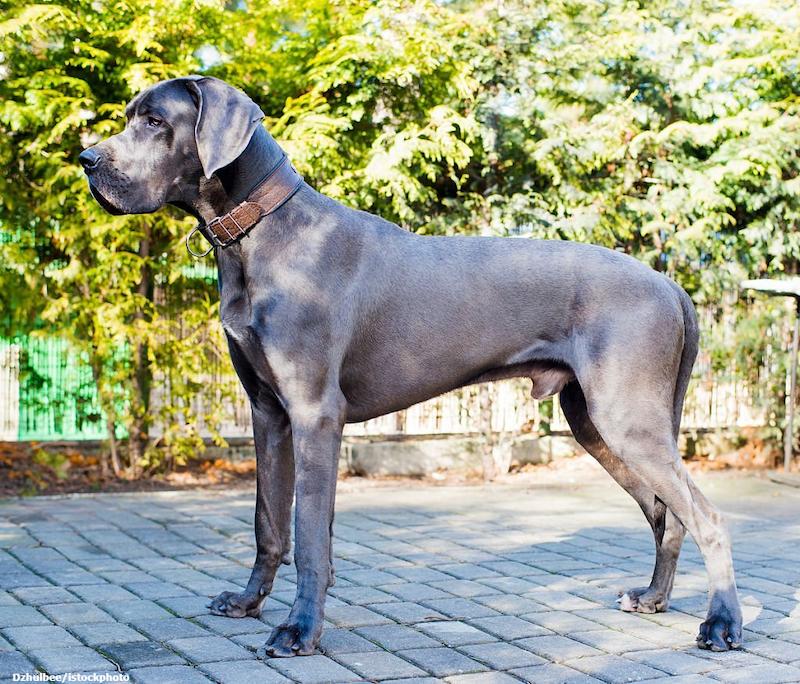 Nama-Nama Kuat, Manis, dan Lucu untuk Anjing Great Dane