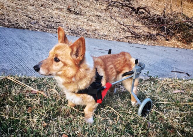 Penyakit Myelopathy Degeneratif pada Anjing