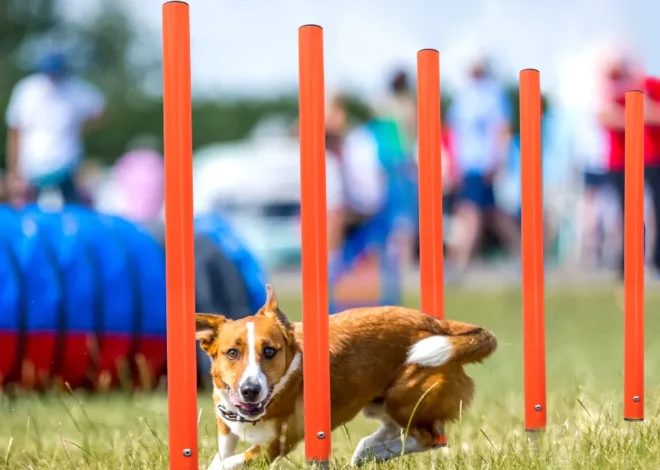 10 Aktivitas Olahraga Terbaik untuk Anjing