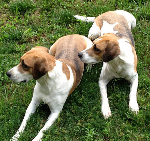 Anjing Harrier: Ciri Khas dan Perawatan
