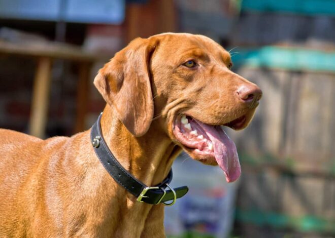 Ciri-ciri dan Perawatan Anjing Ras Vizsla