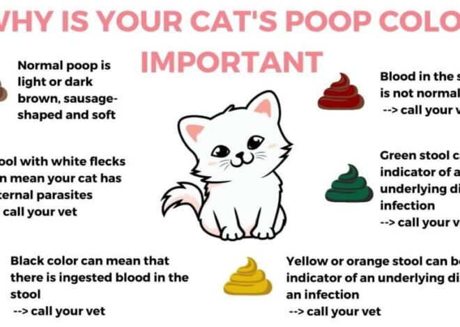 Diare pada Kitten: Kapan Harus ke Dokter Hewan