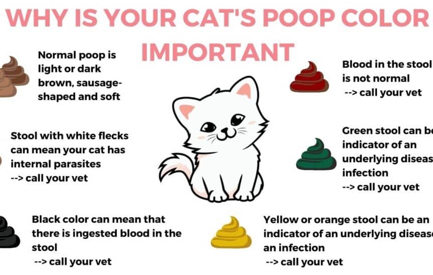 Diare pada Kitten: Kapan Harus ke Dokter Hewan