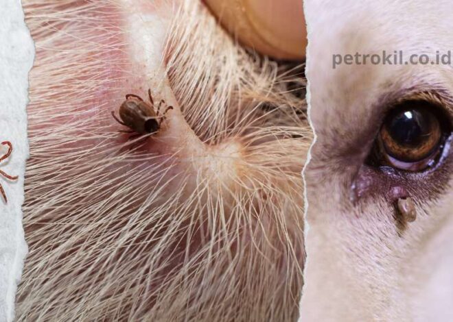 Apa yang Harus Dilakukan Jika Anak Anjing Anda Menggaruk dan Gatal