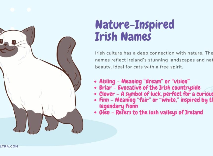 Nama Kucing Irlandia