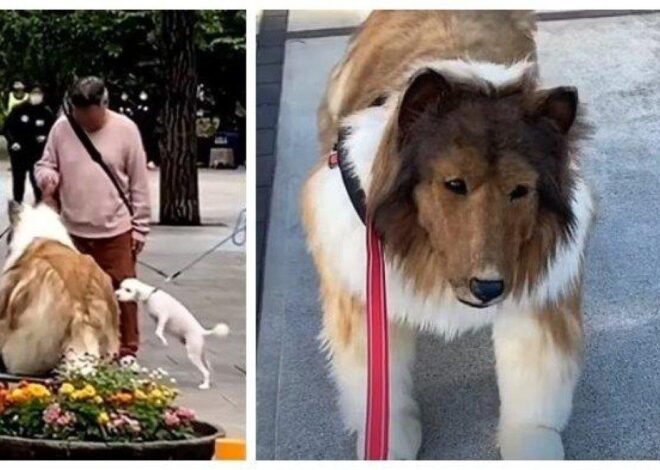 Mengapa Anjing Takut pada Pria dan Cara Menghentikannya