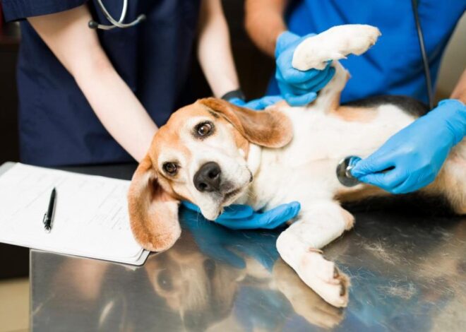 Cara menenangkan anjing yang mengi