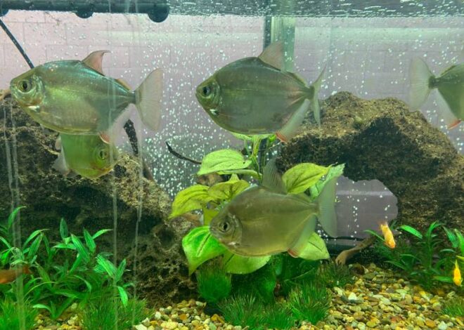 Profil Spesies Ikan Uang Perak