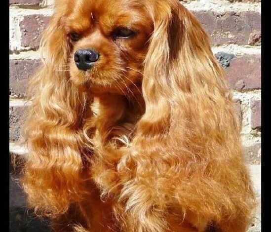 Anjing Ras Cavalier King Charles: Informasi dan Perawatan