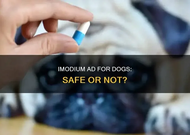 Imodium untuk Anjing: Penggunaan yang Benar dan Dosis