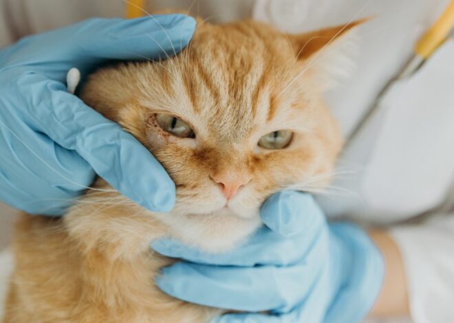 Penyebab dan Pengobatan Infeksi Mata Kucing