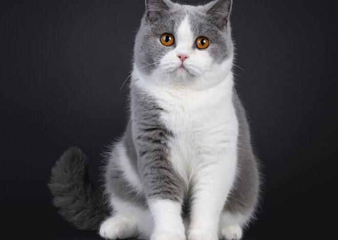 11 Ras Kucing Inggris Terbaik