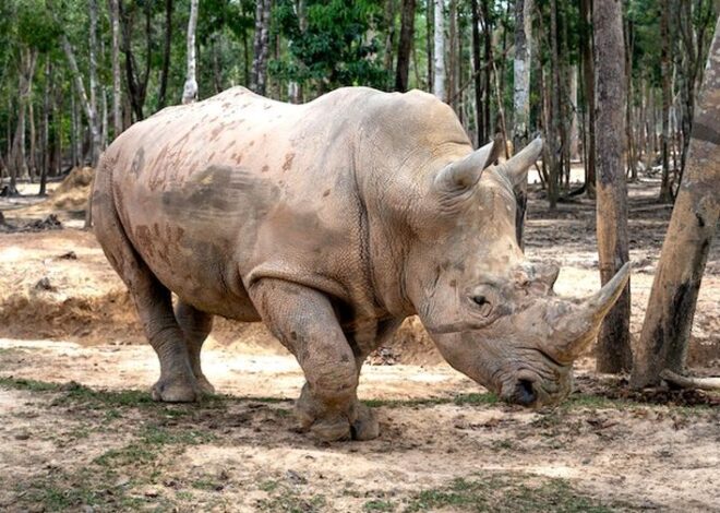 10 Hewan Terburuk yang Dibawa sebagai Peliharaan