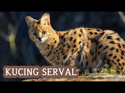 Kucing Serval: Profil, Ciri dan Perawatan