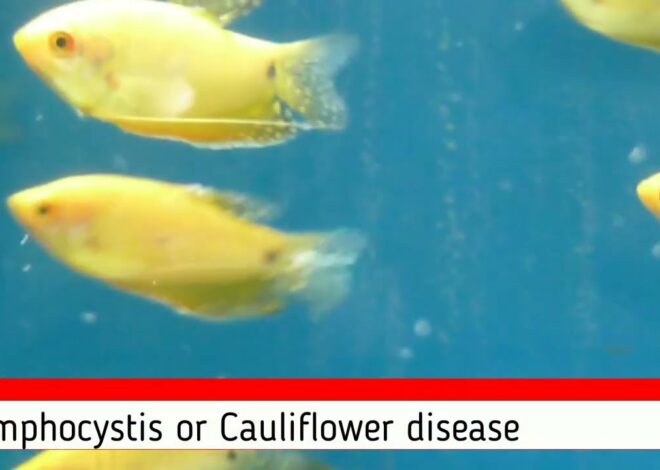 Lymphocystis pada Ikan