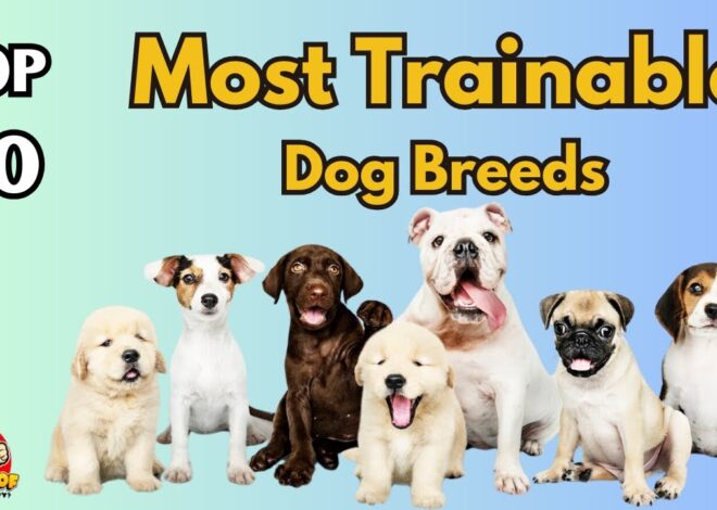 20 Anjing Paling Mudah Dilatih: Ras Terbaik untuk Ketaatan