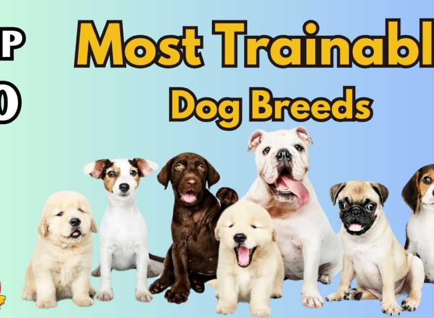 20 Anjing Paling Mudah Dilatih: Ras Terbaik untuk Ketaatan