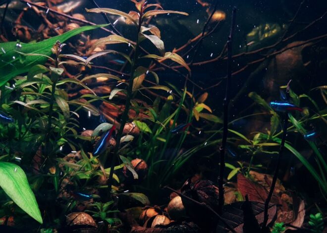Profil Spesies Ikan Neon Tetra