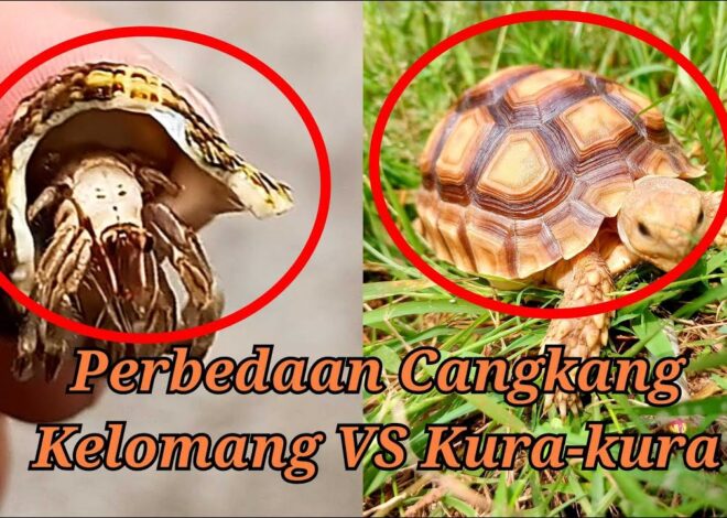 Anjing Afghan: Ciri-ciri dan Perawatan Ras Anjing