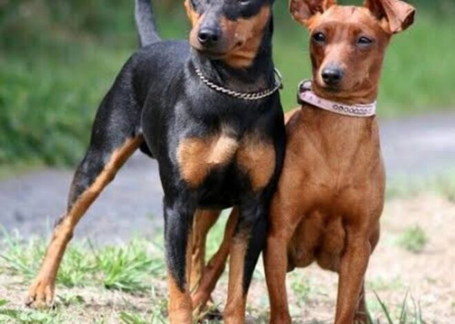Ciri-ciri dan Perawatan Anjing Ras Miniature Pinscher