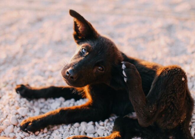 Mengapa Telinga Anjing Anda Bengkak: Penyebab dan Pengobatan Hematoma Telinga