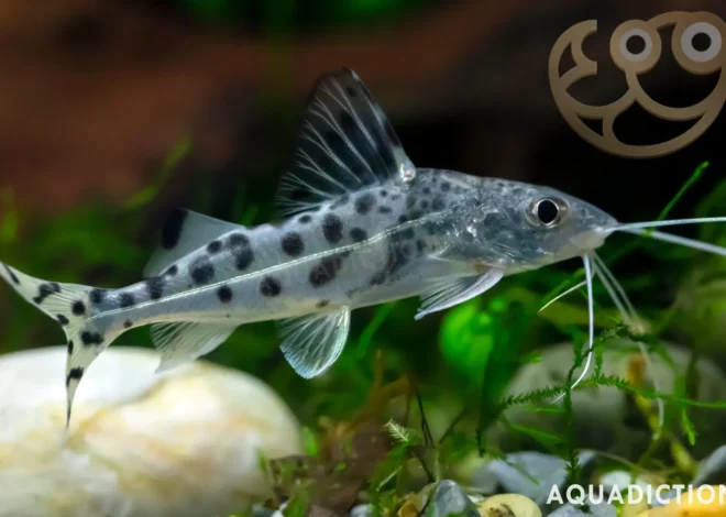 Ikan Catfish Pictus: Profil Spesies Ikan