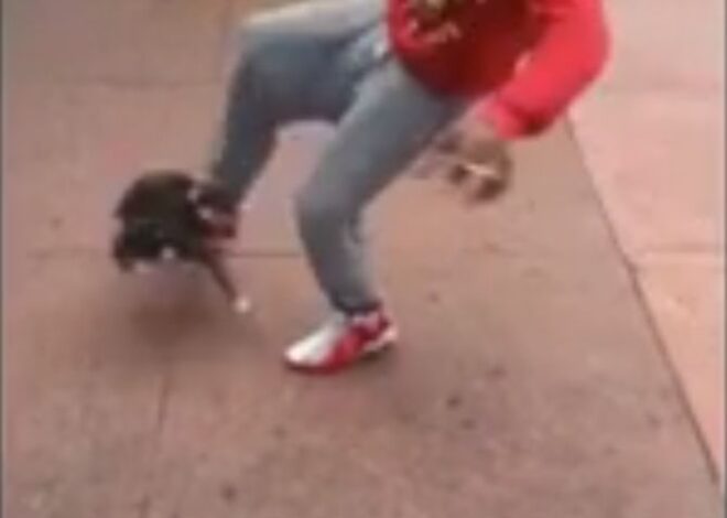Employee Fired After Viral Cat-Kicking Video Appears in Court Today