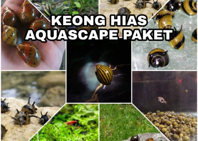 Cara mengendalikan dan mencegah alga di akuarium Anda