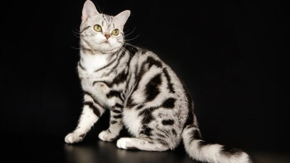 10 Ras Kucing Terbaik untuk Tinggal di Apartemen